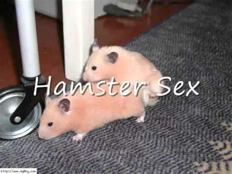 hamster sex.com|hamster